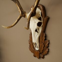 Rothirschgeweih 8 ender Hirsch Höhe 116 cm Hirschgeweih Geweih auf geschnitztem Trophäenschild #70