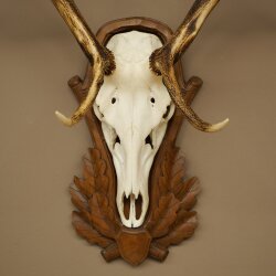 Rothirschgeweih 8 ender Hirsch Höhe 116 cm Hirschgeweih Geweih auf geschnitztem Trophäenschild #70