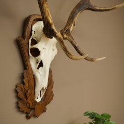 Rothirschgeweih 8 ender Hirsch Höhe 116 cm Hirschgeweih Geweih auf geschnitztem Trophäenschild #70