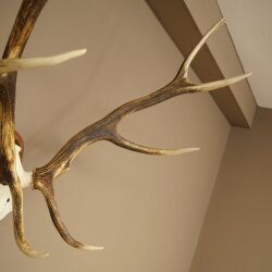 Rothirschgeweih 8 ender Hirsch Höhe 116 cm Hirschgeweih Geweih auf geschnitztem Trophäenschild #70