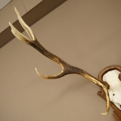 Rothirschgeweih 8 ender Hirsch Höhe 116 cm Hirschgeweih Geweih auf geschnitztem Trophäenschild #70