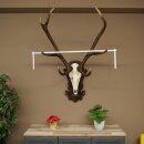 Bois de cerf rouge 6 cors Hauteur 59 cm Bois de cerf...