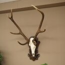Rothirschgeweih ung. 8 ender Hirsch Höhe 121 cm Hirschgeweih Geweih auf geschnitztem Trophäenschild #71