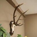 Rothirschgeweih ung. 8 ender Hirsch Höhe 121 cm Hirschgeweih Geweih auf geschnitztem Trophäenschild #71