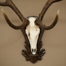 Rothirschgeweih ung. 8 ender Hirsch Höhe 121 cm Hirschgeweih Geweih auf geschnitztem Trophäenschild #71