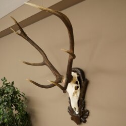 Rothirschgeweih ung. 8 ender Hirsch Höhe 121 cm Hirschgeweih Geweih auf geschnitztem Trophäenschild #71
