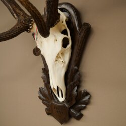 Rothirschgeweih ung. 8 ender Hirsch Höhe 121 cm Hirschgeweih Geweih auf geschnitztem Trophäenschild #71