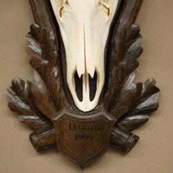 Rothirschgeweih ung. 8 ender Hirsch Höhe 121 cm Hirschgeweih Geweih auf geschnitztem Trophäenschild #71