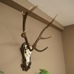 Rothirschgeweih ung. 8 ender Hirsch Höhe 121 cm Hirschgeweih Geweih auf geschnitztem Trophäenschild #71