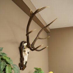 Rothirschgeweih ung. 8 ender Hirsch Höhe 121 cm Hirschgeweih Geweih auf geschnitztem Trophäenschild #71