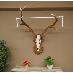 Rothirschgeweih ung. 12 ender Hirsch Höhe 108 cm Hirschgeweih Geweih auf geschnitztem Trophäenschild #72