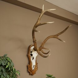 Rothirschgeweih ung. 12 ender Hirsch Höhe 108 cm Hirschgeweih Geweih auf geschnitztem Trophäenschild #72