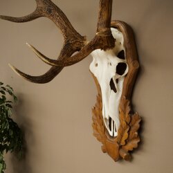 Rothirschgeweih ung. 12 ender Hirsch Höhe 108 cm Hirschgeweih Geweih auf geschnitztem Trophäenschild #72