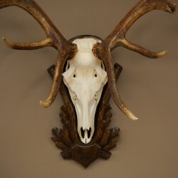 Rothirschgeweih 10 ender Hirsch Höhe 114 cm Hirschgeweih Geweih auf geschnitztem Trophäenschild #73