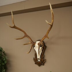 Rothirschgeweih 10 ender Hirsch Höhe 114 cm Hirschgeweih Geweih auf geschnitztem Trophäenschild #73