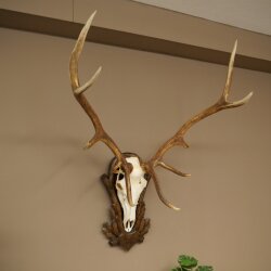 Rothirschgeweih 10 ender Hirsch Höhe 114 cm Hirschgeweih Geweih auf geschnitztem Trophäenschild #73