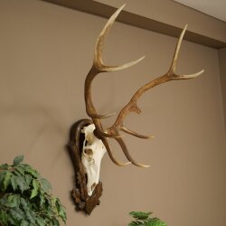 Rothirschgeweih 10 ender Hirsch Höhe 114 cm Hirschgeweih Geweih auf geschnitztem Trophäenschild #73