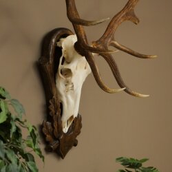 Rothirschgeweih 10 ender Hirsch Höhe 114 cm Hirschgeweih Geweih auf geschnitztem Trophäenschild #73