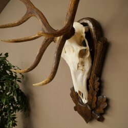 Rothirschgeweih 10 ender Hirsch Höhe 114 cm Hirschgeweih Geweih auf geschnitztem Trophäenschild #73