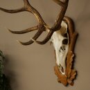 Rothirschgeweih 12 ender Hirsch Medaille bronzefarben Höhe 127 cm Hirschgeweih Geweih auf geschnitztem Trophäenschild #74