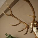 Rothirschgeweih 12 ender Hirsch Medaille bronzefarben Höhe 127 cm Hirschgeweih Geweih auf geschnitztem Trophäenschild #74