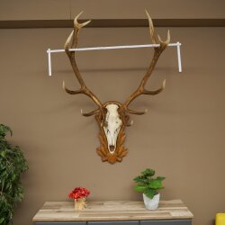 Rothirschgeweih 12 ender Hirsch Medaille bronzefarben Höhe 127 cm Hirschgeweih Geweih auf geschnitztem Trophäenschild #74