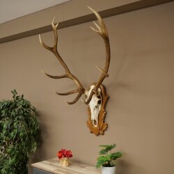 Rothirschgeweih 12 ender Hirsch Medaille bronzefarben Höhe 127 cm Hirschgeweih Geweih auf geschnitztem Trophäenschild #74