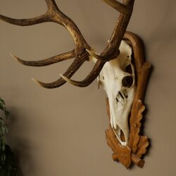 Rothirschgeweih 12 ender Hirsch Medaille bronzefarben Höhe 127 cm Hirschgeweih Geweih auf geschnitztem Trophäenschild #74