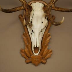Rothirschgeweih 12 ender Hirsch Medaille bronzefarben Höhe 127 cm Hirschgeweih Geweih auf geschnitztem Trophäenschild #74