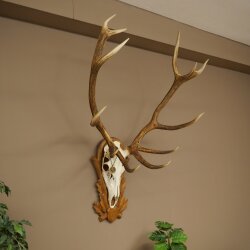 Rothirschgeweih 12 ender Hirsch Medaille bronzefarben Höhe 127 cm Hirschgeweih Geweih auf geschnitztem Trophäenschild #74