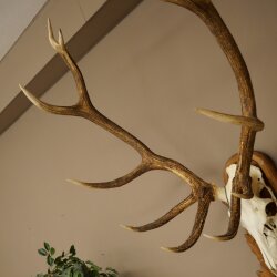 Rothirschgeweih 12 ender Hirsch Medaille bronzefarben Höhe 127 cm Hirschgeweih Geweih auf geschnitztem Trophäenschild #74