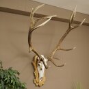 Rothirschgeweih 14 ender Hirsch Medaille Gold CIC 213,71...