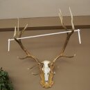 Rothirschgeweih 14 ender Hirsch Medaille Gold CIC 213,71 IP Höhe 140 cm Hirschgeweih Geweih auf geschnitztem Trophäenschild #75