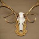 Rothirschgeweih 14 ender Hirsch Medaille Gold CIC 213,71 IP Höhe 140 cm Hirschgeweih Geweih auf geschnitztem Trophäenschild #75