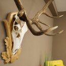 Rothirschgeweih 14 ender Hirsch Medaille Gold CIC 213,71 IP Höhe 140 cm Hirschgeweih Geweih auf geschnitztem Trophäenschild #75