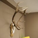 Rothirschgeweih 14 ender Hirsch Medaille Gold CIC 213,71 IP Höhe 140 cm Hirschgeweih Geweih auf geschnitztem Trophäenschild #75