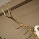 Rothirschgeweih 14 ender Hirsch Medaille Gold CIC 213,71 IP Höhe 140 cm Hirschgeweih Geweih auf geschnitztem Trophäenschild #75