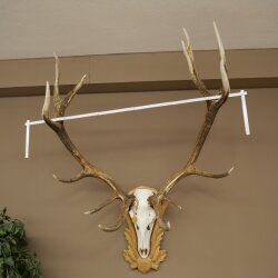 Rothirschgeweih 14 ender Hirsch Medaille Gold CIC 213,71 IP Höhe 140 cm Hirschgeweih Geweih auf geschnitztem Trophäenschild #75