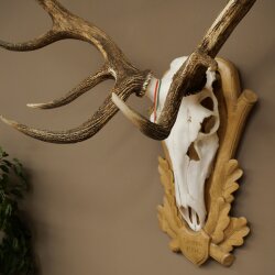 Rothirschgeweih 14 ender Hirsch Medaille Gold CIC 213,71 IP Höhe 140 cm Hirschgeweih Geweih auf geschnitztem Trophäenschild #75