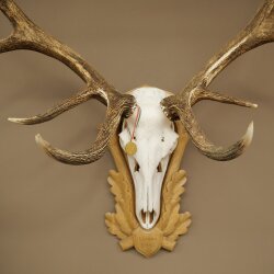 Rothirschgeweih 14 ender Hirsch Medaille Gold CIC 213,71 IP Höhe 140 cm Hirschgeweih Geweih auf geschnitztem Trophäenschild #75
