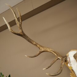 Rothirschgeweih 14 ender Hirsch Medaille Gold CIC 213,71 IP Höhe 140 cm Hirschgeweih Geweih auf geschnitztem Trophäenschild #75