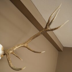 Rothirschgeweih 14 ender Hirsch Medaille Gold CIC 213,71 IP Höhe 140 cm Hirschgeweih Geweih auf geschnitztem Trophäenschild #75