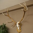 Bois de cerf rouge 6 cors Hauteur 59 cm Bois de cerf...