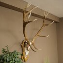 Bois de cerf rouge 6 cors Hauteur 59 cm Bois de cerf...