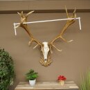 Bois de cerf rouge 6 cors Hauteur 59 cm Bois de cerf...