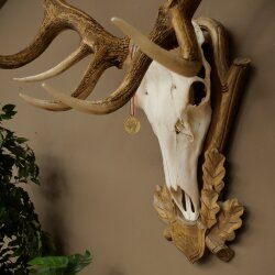 Roodhertengewei 6 eindhert hoogte 59 cm hertengewei gewei gesneden trofeeplaat 70.1031