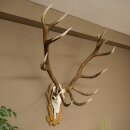 Bois de cerf rouge 6 cors Hauteur 59 cm Bois de cerf...