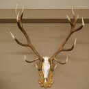 Rothirschgeweih ung. 16 ender Hirsch Höhe 135 cm Hirschgeweih Geweih auf geschnitztem Trophäenschild #83