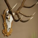 Rothirschgeweih ung. 16 ender Hirsch Höhe 135 cm Hirschgeweih Geweih auf geschnitztem Trophäenschild #83