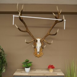 Rothirschgeweih ung. 16 ender Hirsch Höhe 135 cm Hirschgeweih Geweih auf geschnitztem Trophäenschild #83